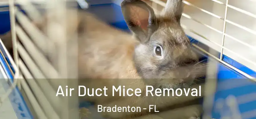 Air Duct Mice Removal Bradenton - FL